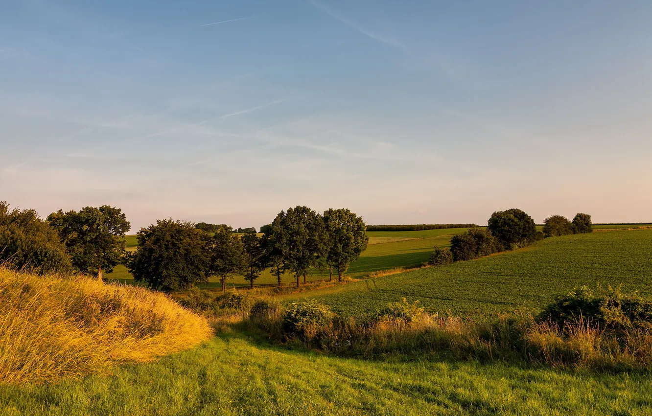 Photo wallpaper field, summer, landscape, nature