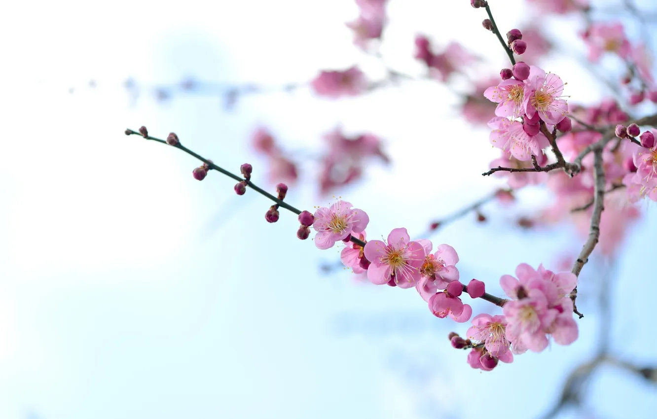 Photo wallpaper pink, tenderness, beauty, branch, spring, apricot