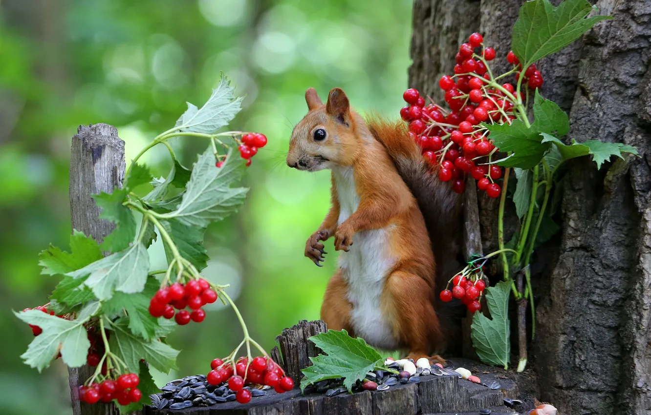 Photo wallpaper leaves, trees, red, pose, berries, stump, protein, seeds