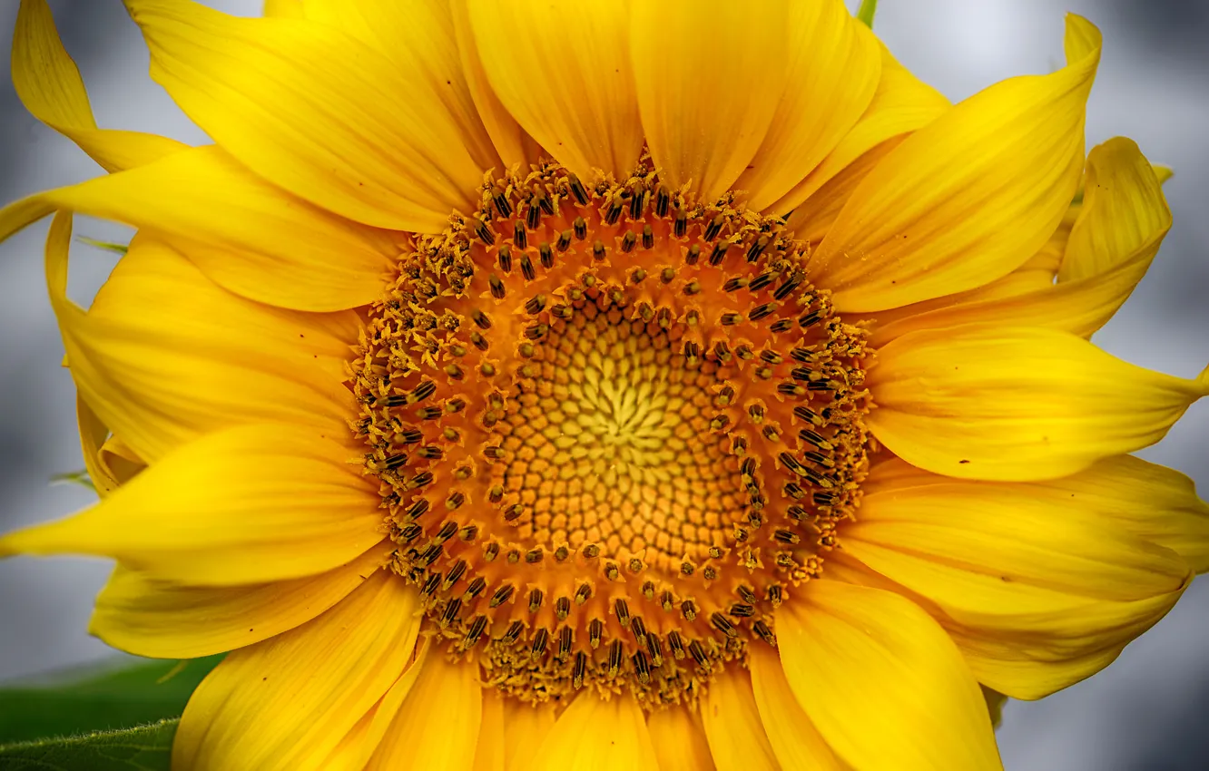 Photo wallpaper flower, sunflower, petals