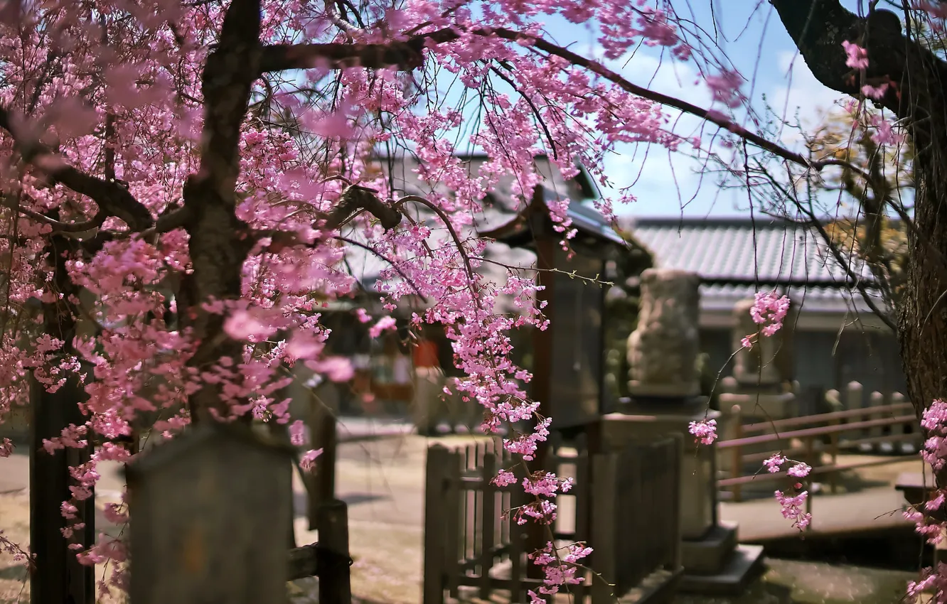 Photo wallpaper tree, Japan, Sakura
