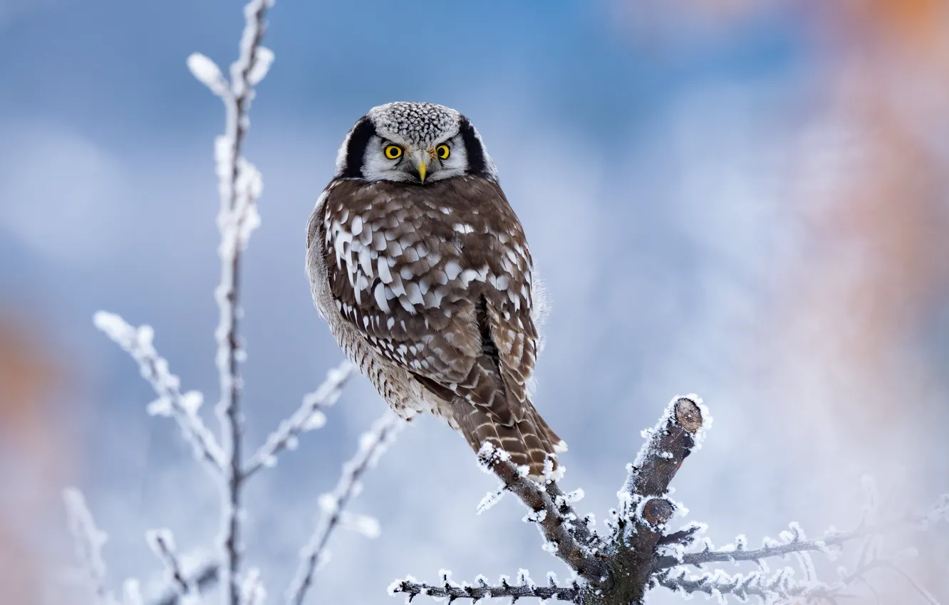 Photo wallpaper branches, background, owl, bird, frost, Hawk owl