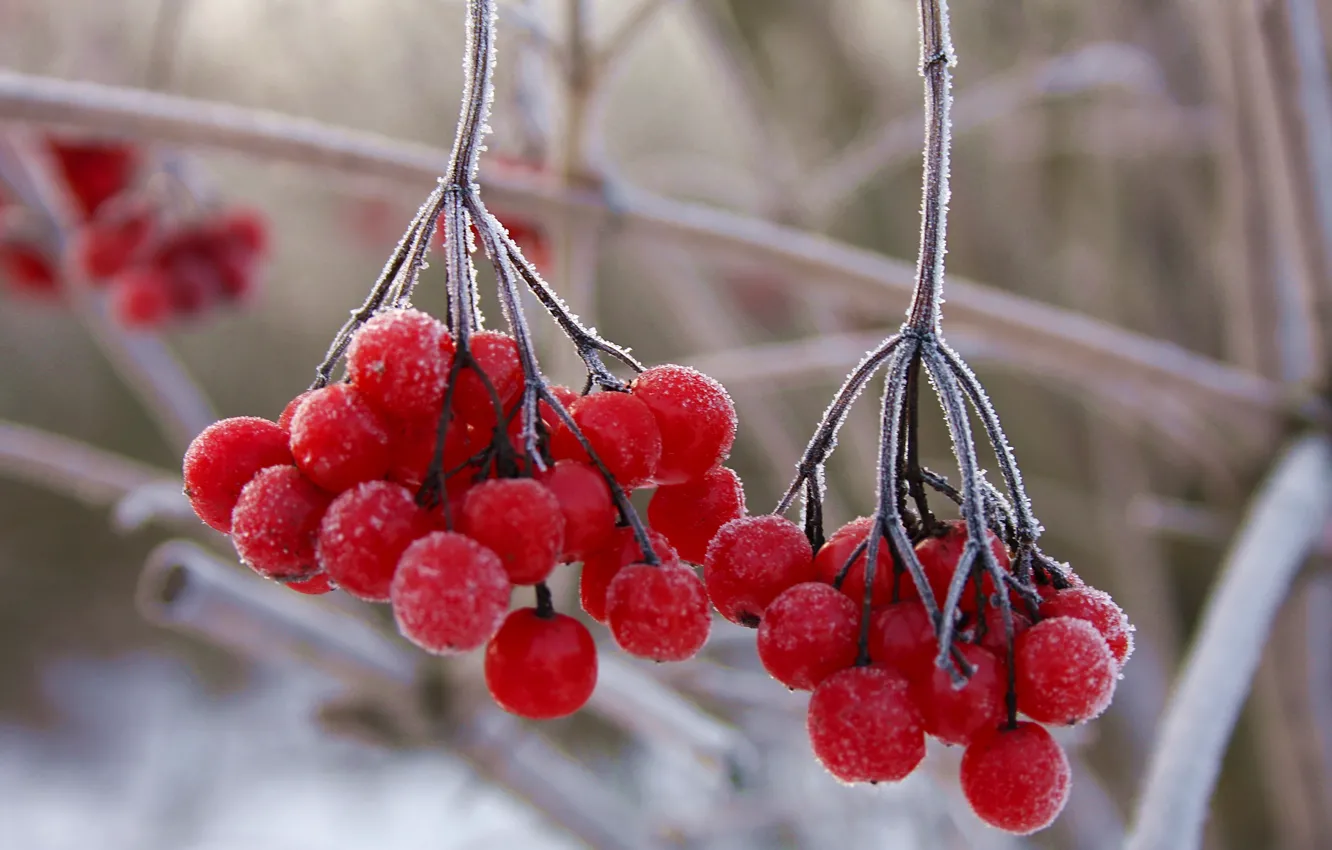 Photo wallpaper winter, frost, Kalina