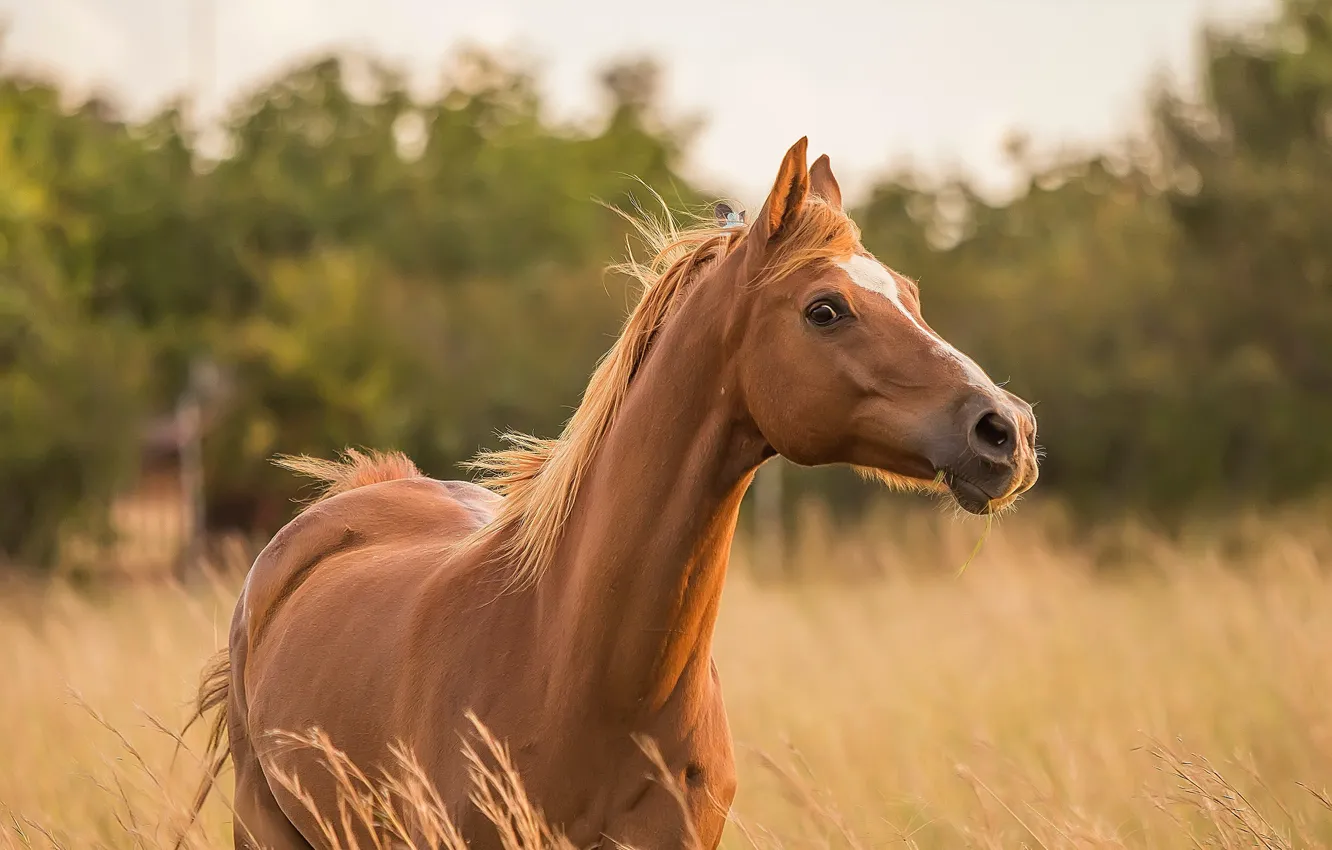 Photo wallpaper field, grass, look, face, nature, pose, horse, horse