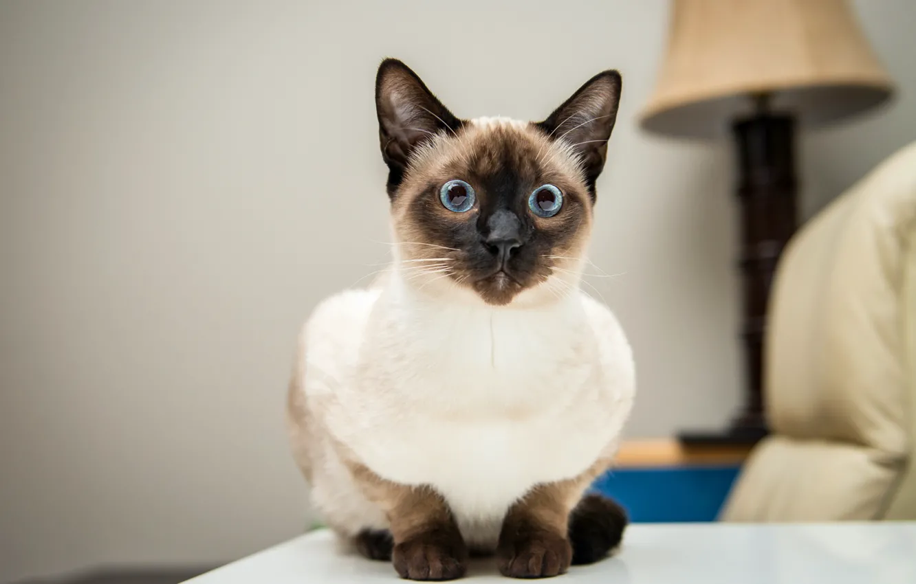 Photo wallpaper cat, cat, look, background, face, Siamese
