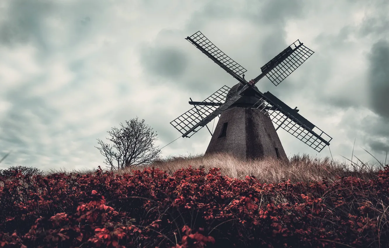 Photo wallpaper the sky, flowers, mill
