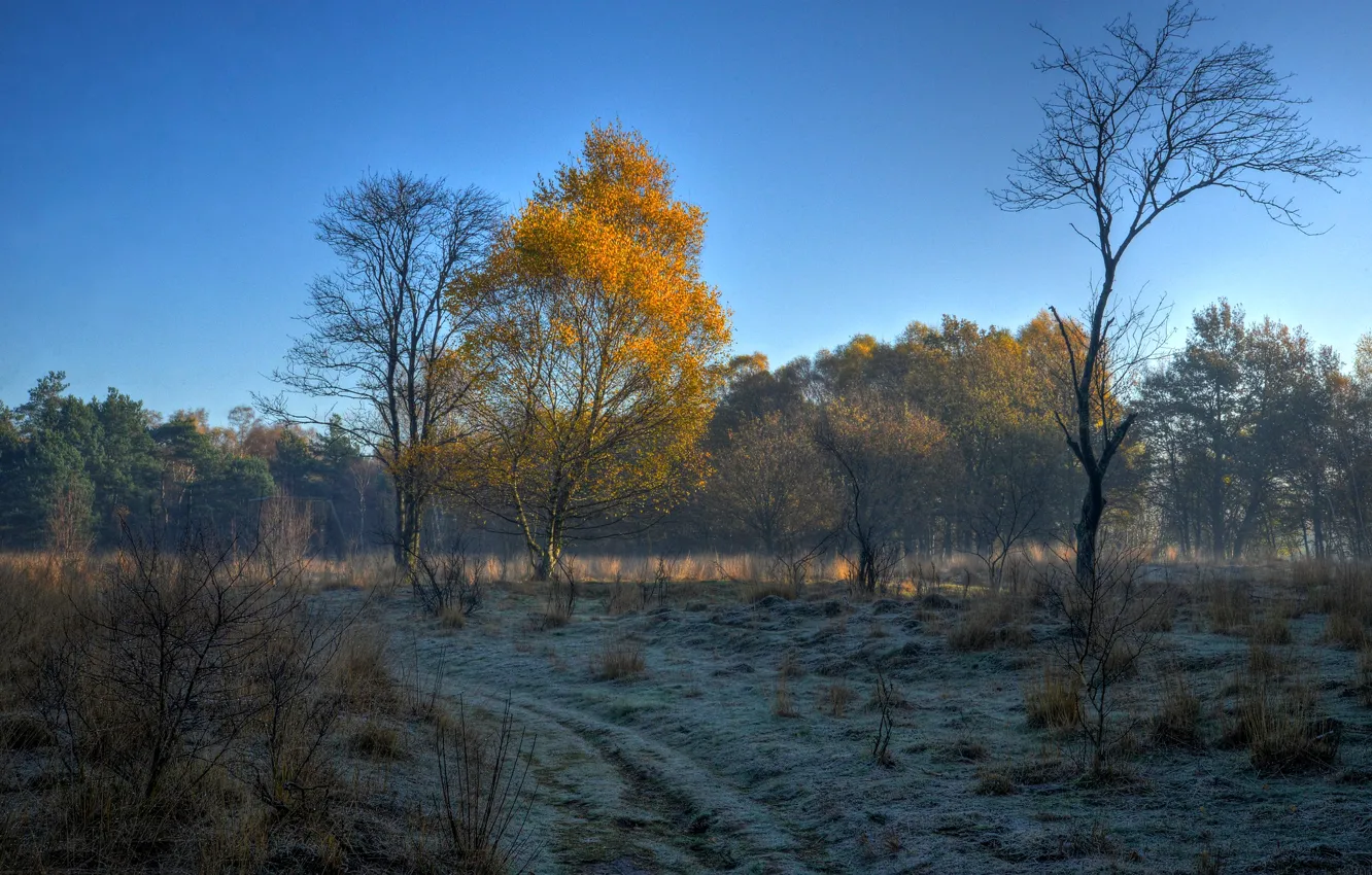 Photo wallpaper frost, autumn, the sky, trees, morning