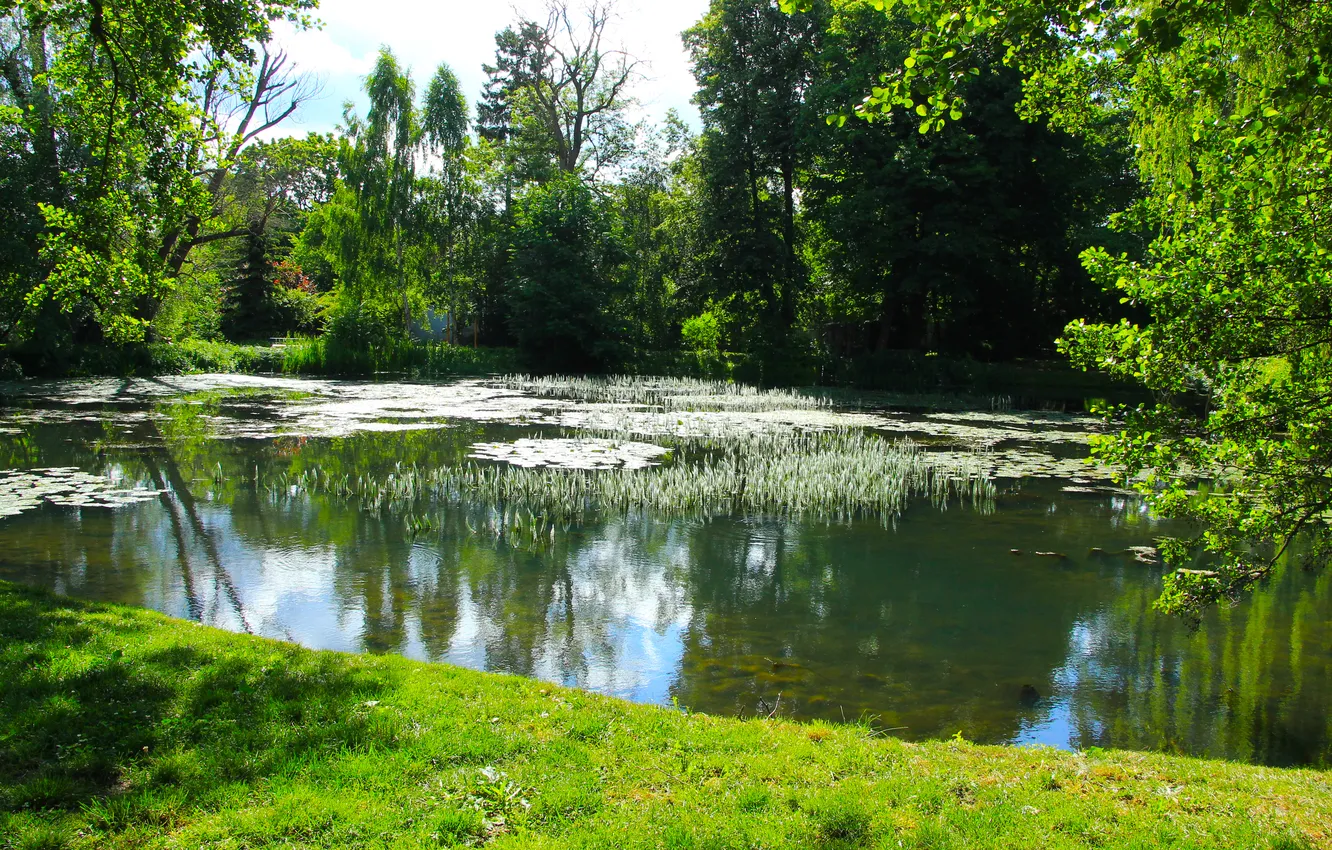 Photo wallpaper park, lake, pond