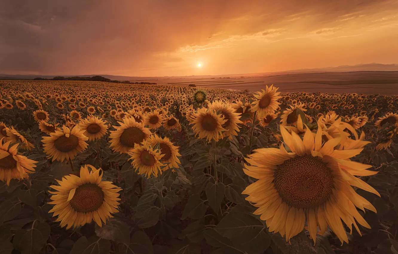 Photo wallpaper field, summer, the sky, the sun, sunflowers, sunset, flowers, fog