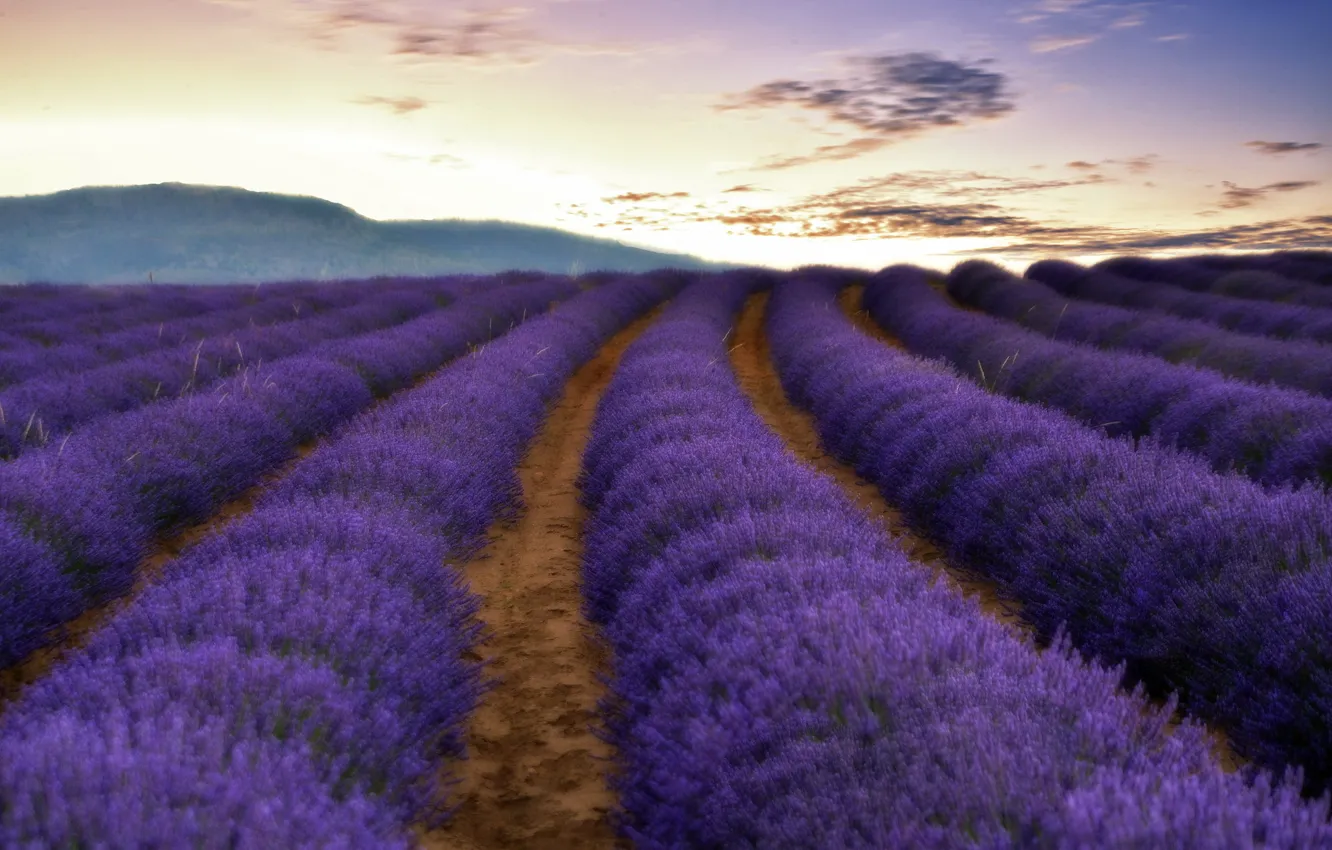 Photo wallpaper field, nature, lavender