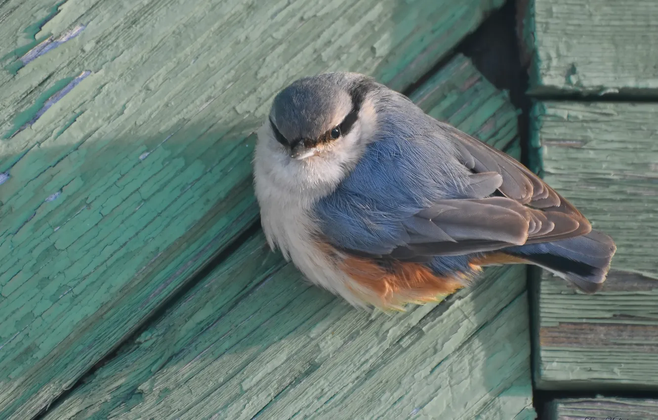 Photo wallpaper winter, nature, bird, nuthatch, photohunt