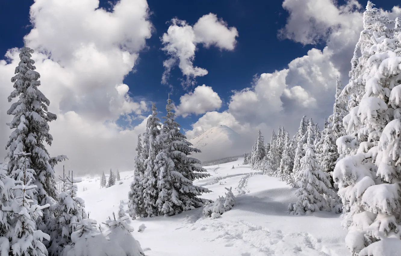 Photo wallpaper winter, forest, the sky, clouds, snow, trees, landscape, mountains