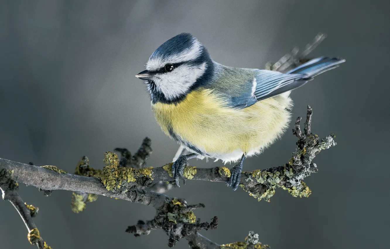 Photo wallpaper branches, bird, grey background, tit