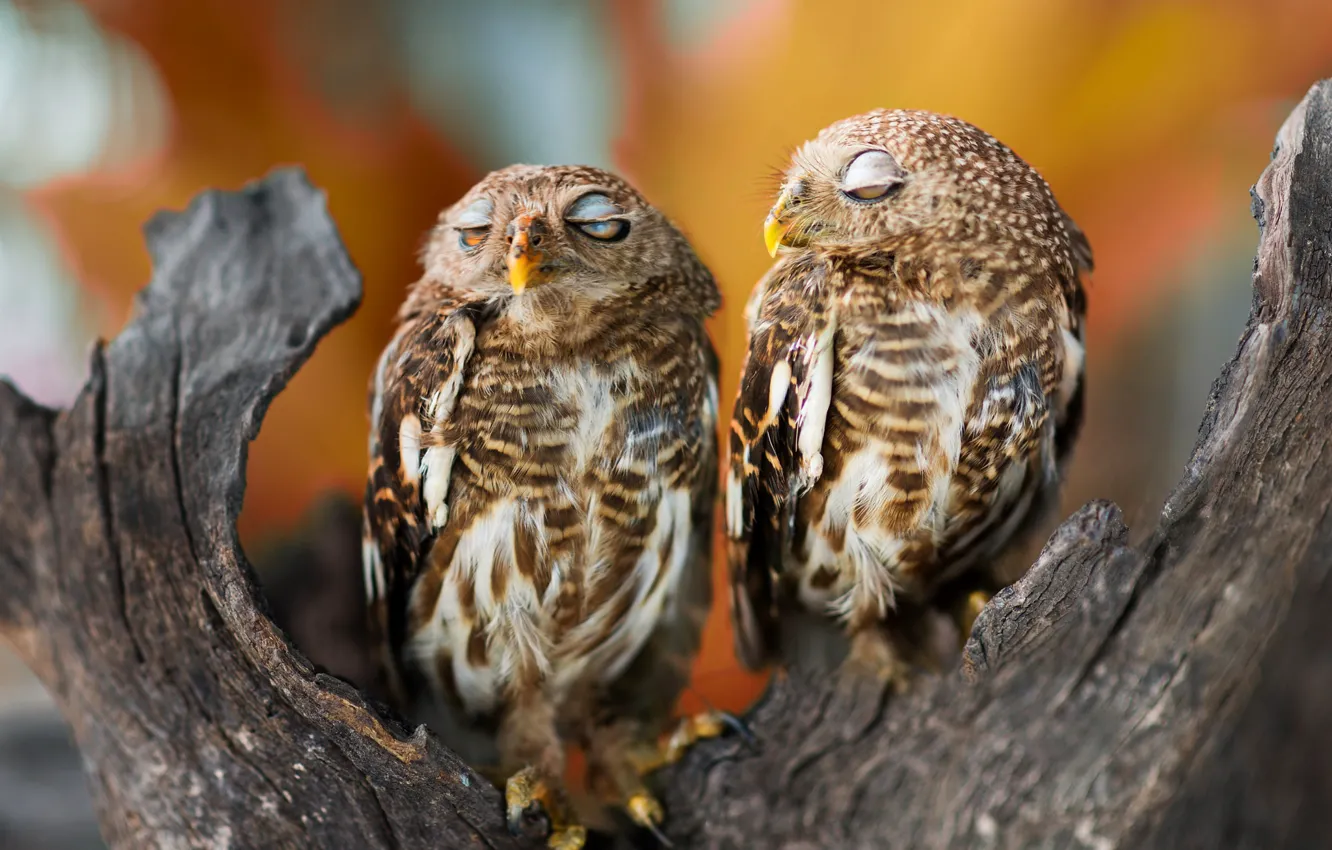 Photo wallpaper branches, background, owl, bird, sleeping, bark, bokeh