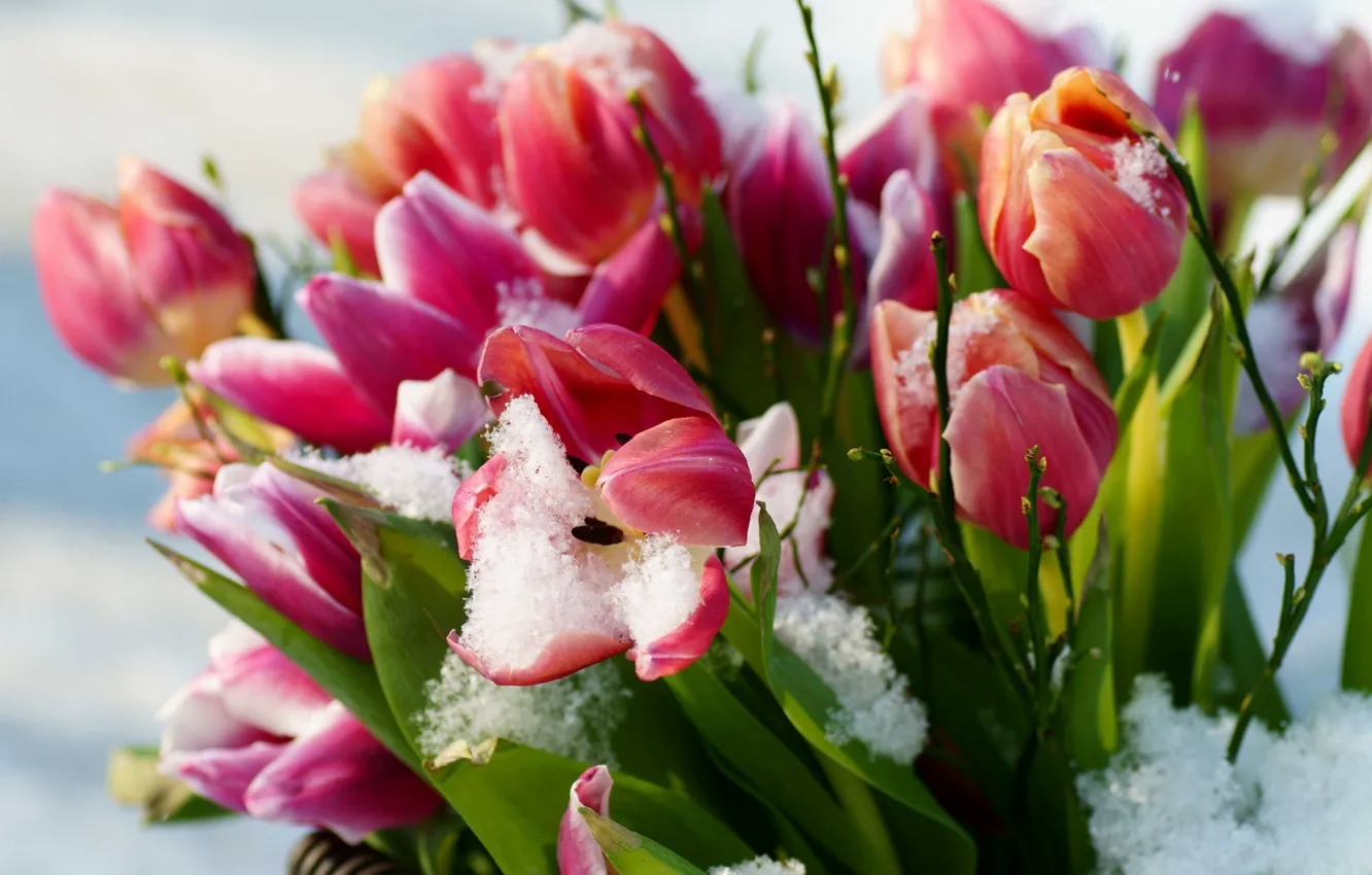 Photo wallpaper snow, flowers, spring, tulips