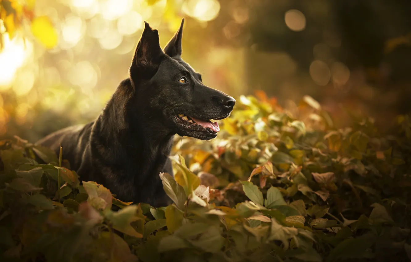 Photo wallpaper face, leaves, portrait, dog