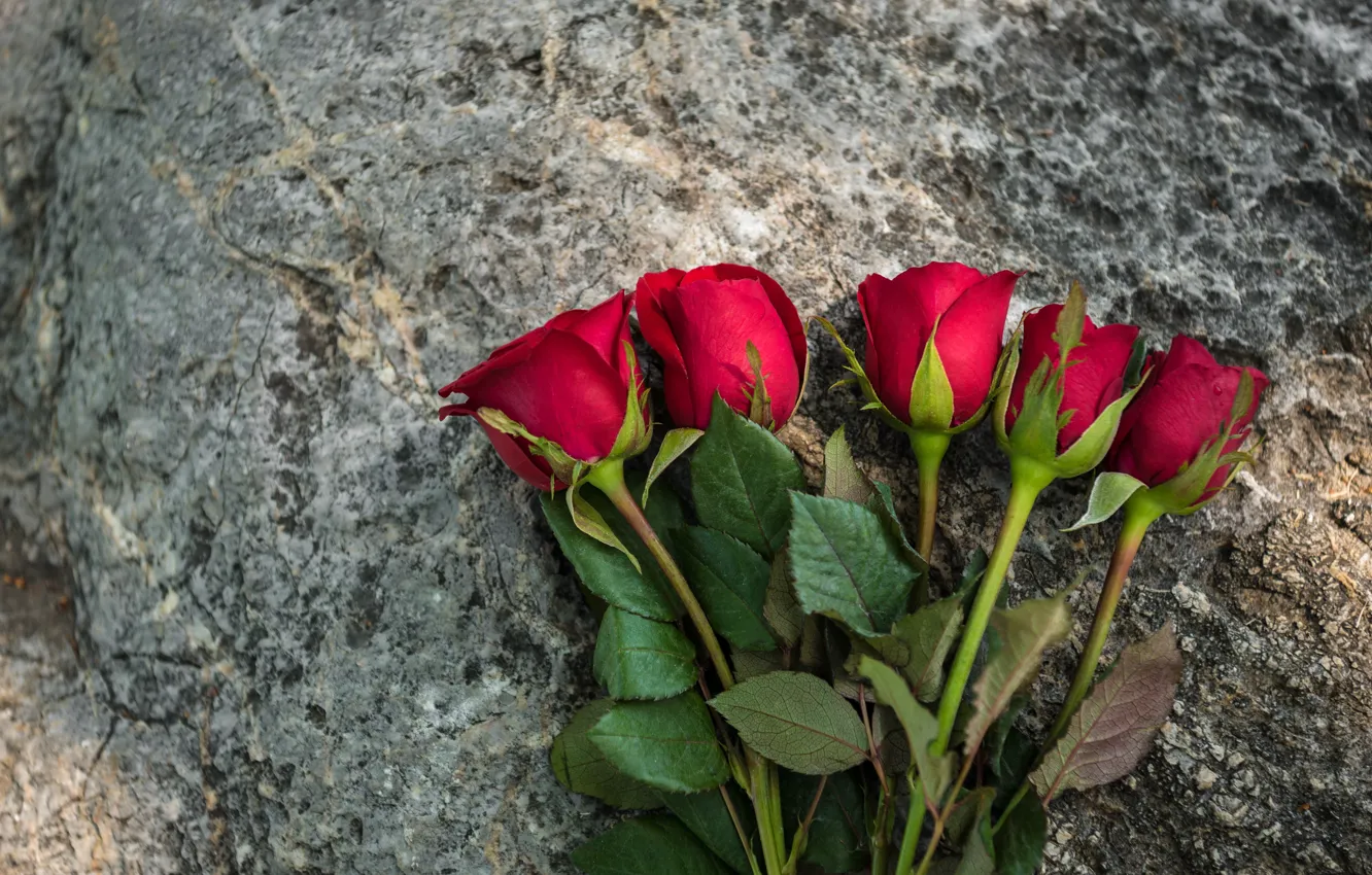 Photo wallpaper flowers, red, roses, bouquet, red, buds, flowers, romantic