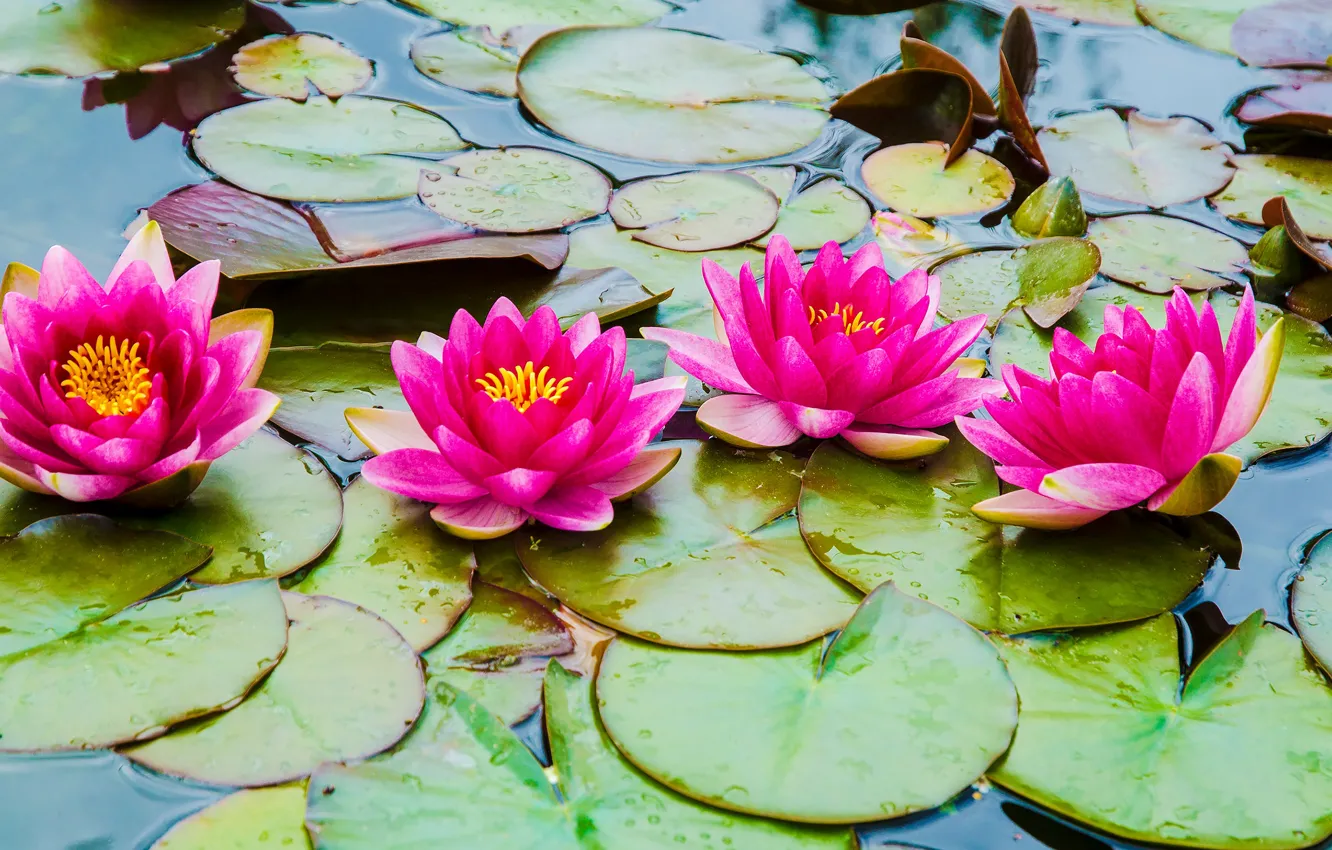 Photo wallpaper leaves, drops, flowers, lake, pond, bright, pink, water lilies