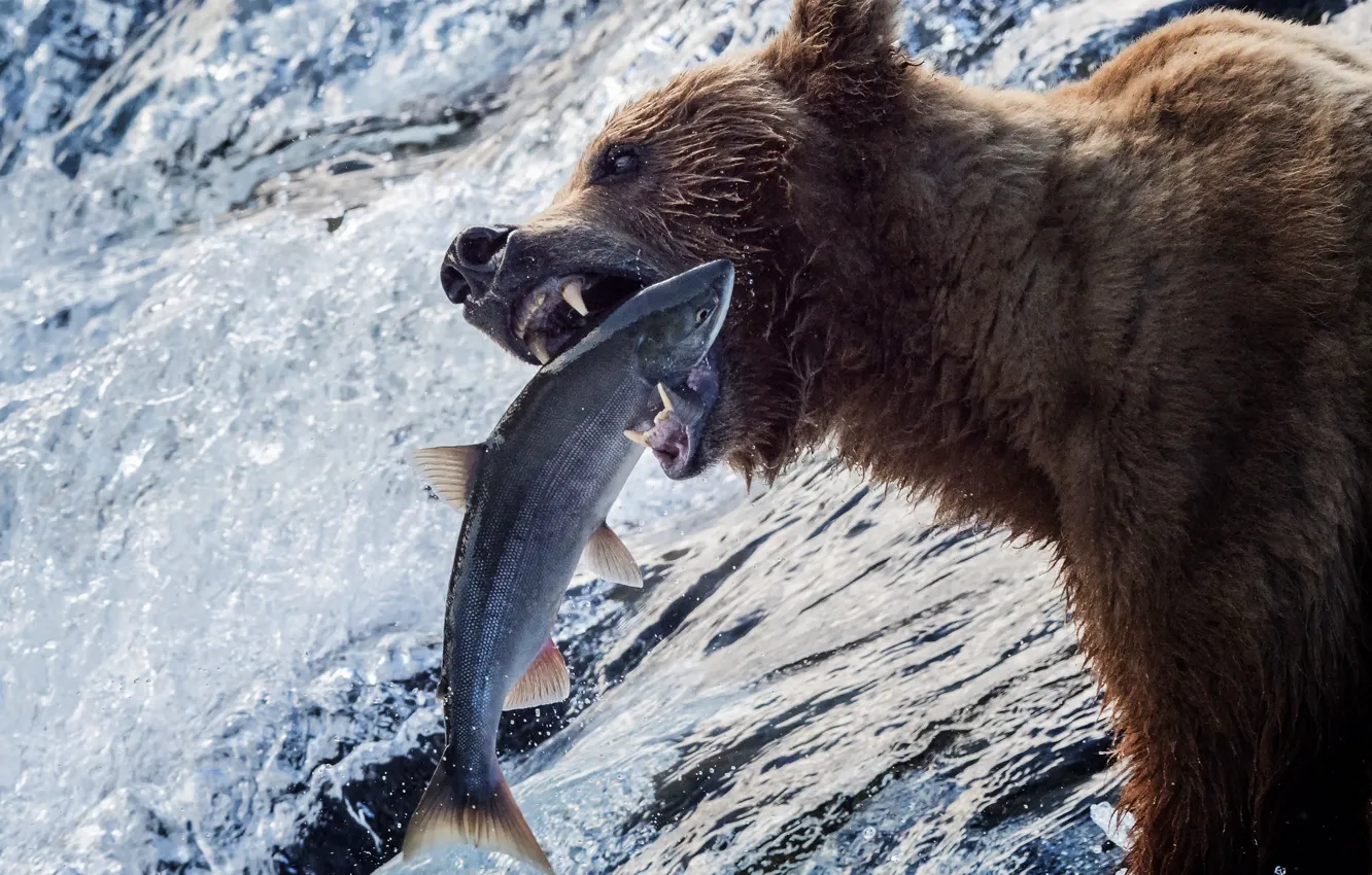 Photo wallpaper water, river, fishing, fish, bear, Alaska, grizzly, catch