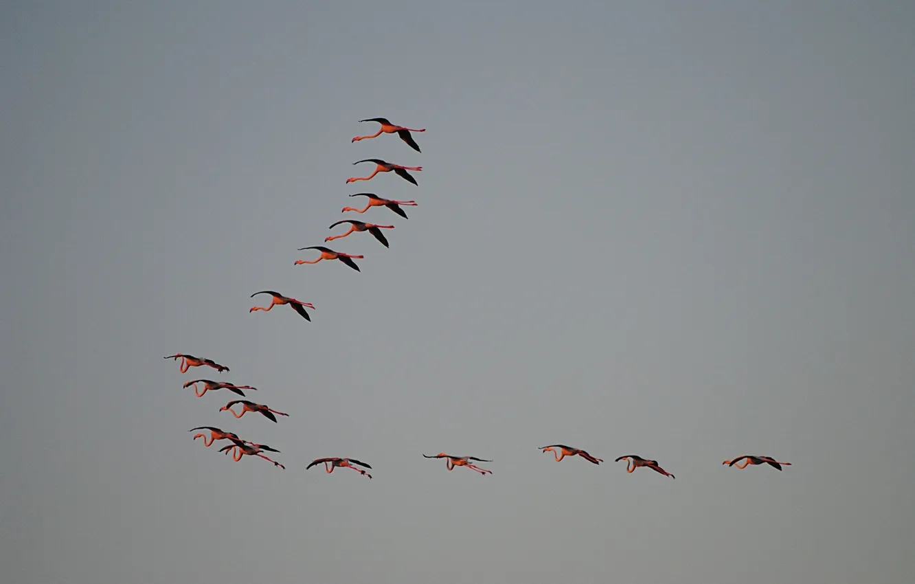 Photo wallpaper the sky, flight, Flamingo