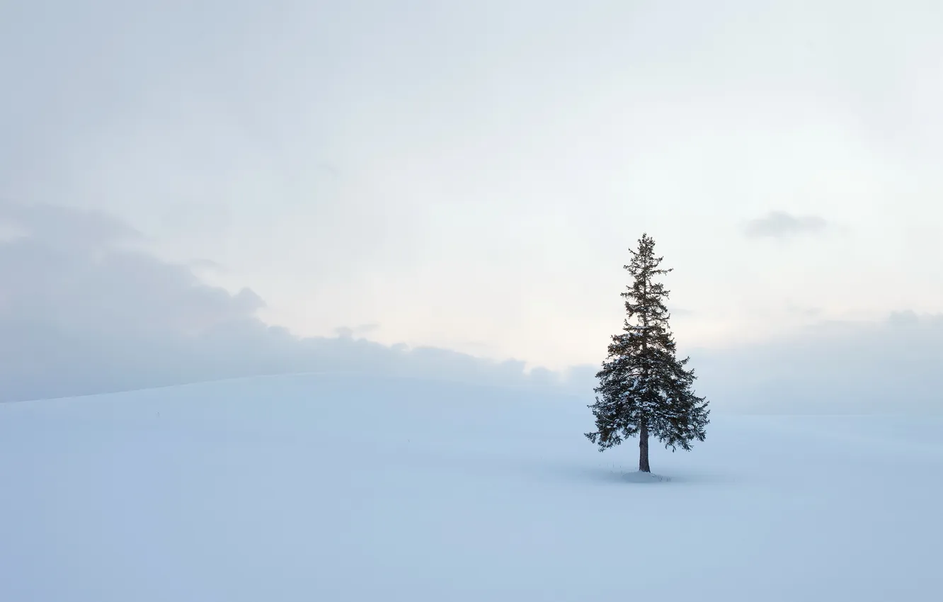 Photo wallpaper field, trees, landscape