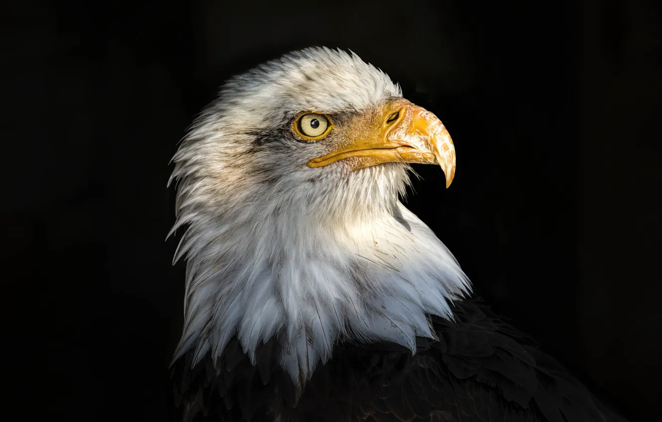 Photo wallpaper portrait, eagle, bald eagle