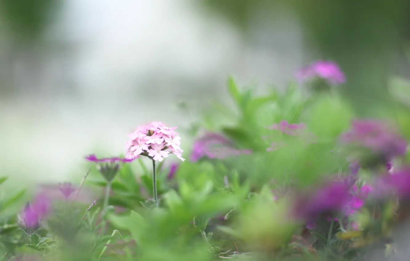 Photo wallpaper greens, grass, macro, flowers, nature, spring, blur, purple