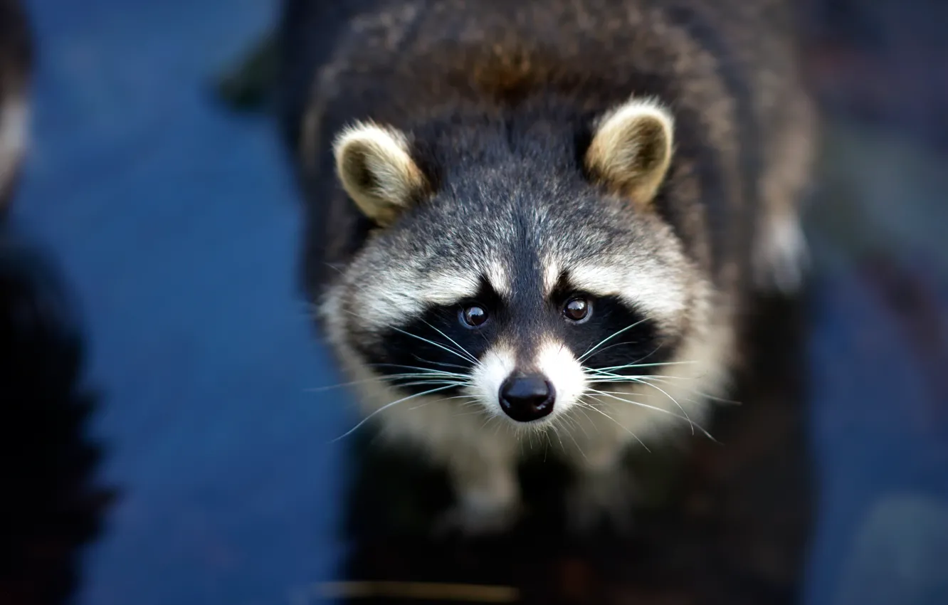 Photo wallpaper eyes, look, face, blue, background, portrait, raccoon, handsome