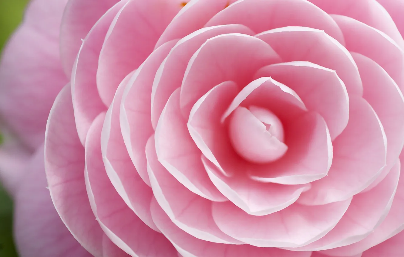 Photo wallpaper flower, macro, focus, petals, pink, Camellia
