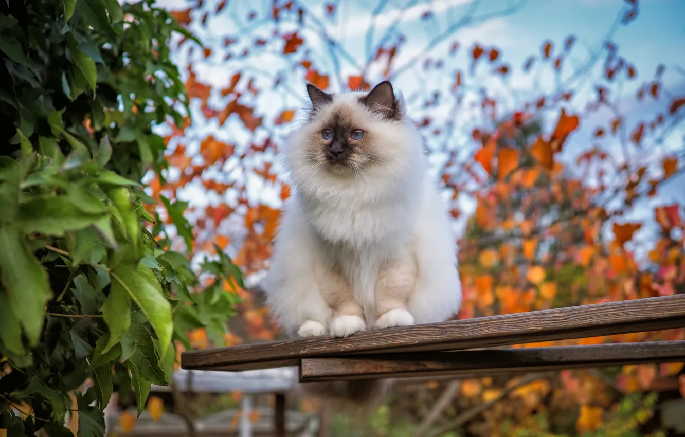 Photo wallpaper autumn, cat, cat, look, leaves, branches, foliage, Board