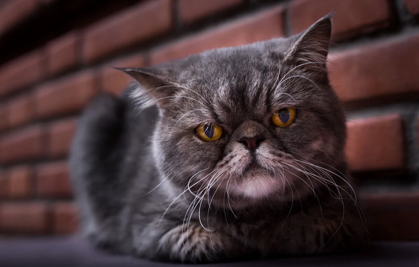 Photo wallpaper cat, cat, look, pose, face