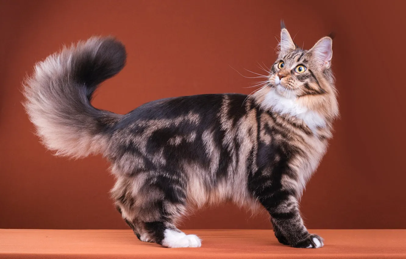 Photo wallpaper cat, cat, look, pose, grey, surprise, fluffy, muzzle