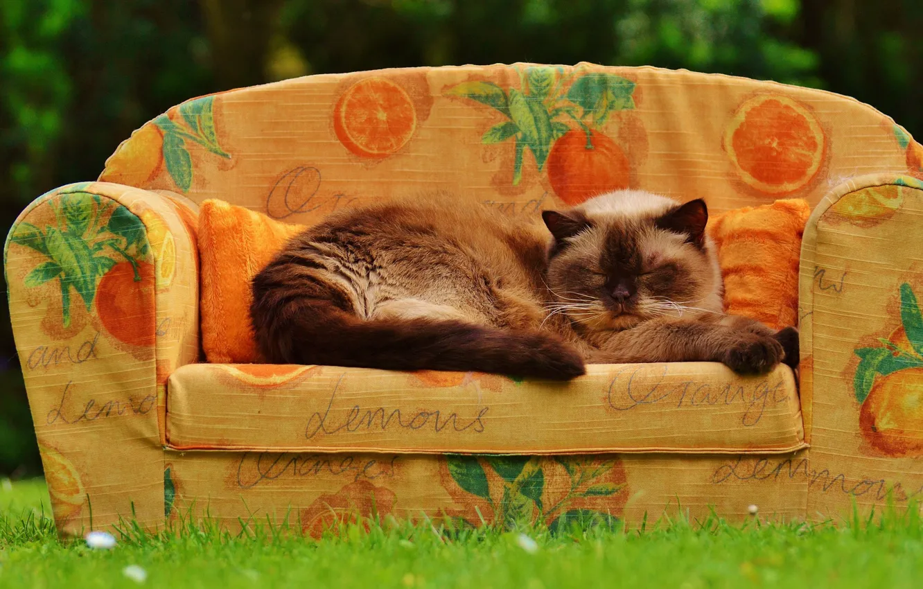 Photo wallpaper cat, summer, grass, cat, pose, sofa, fluffy, garden