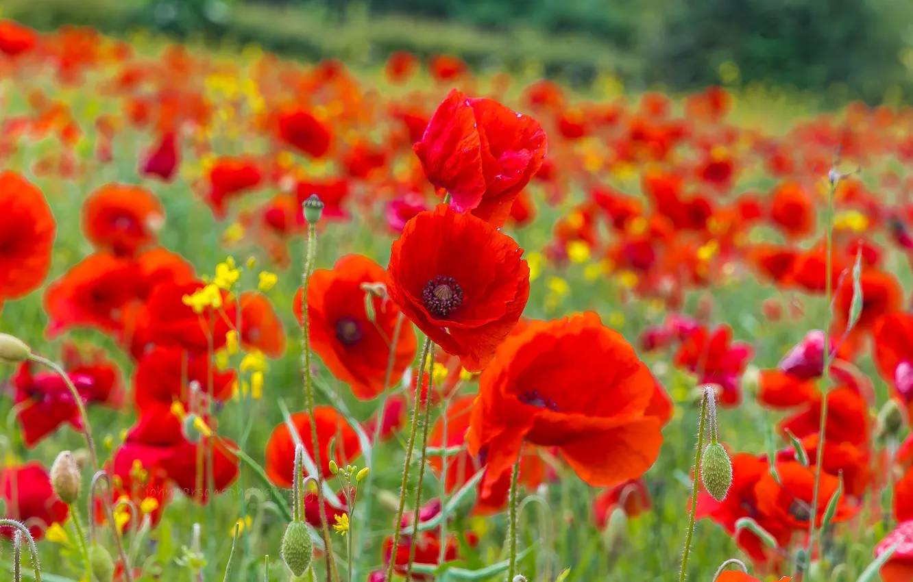 Photo wallpaper field, Maki, blur, meadow