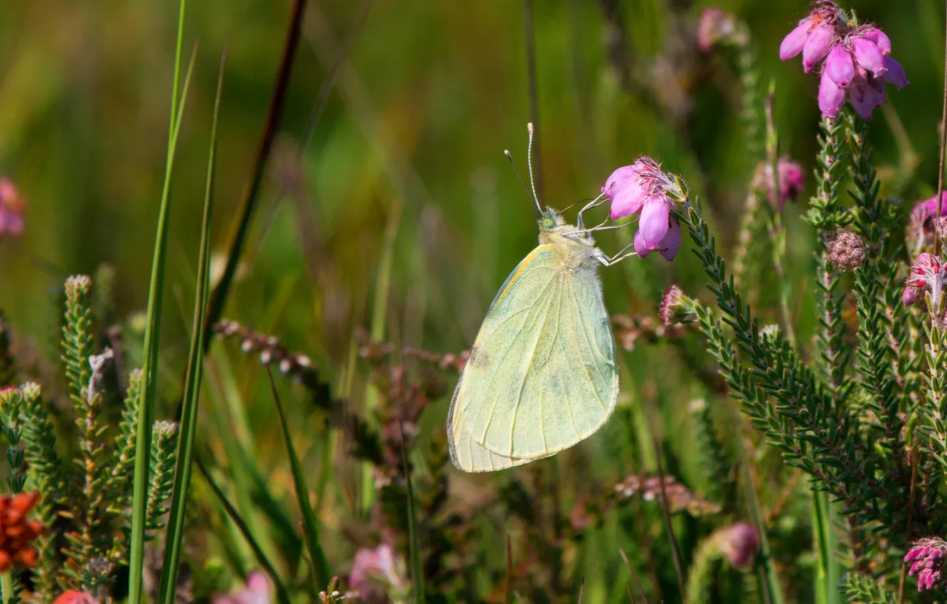 Photo wallpaper flowers, macro, bokeh, meadow, butterfly, summer, pink, Heather