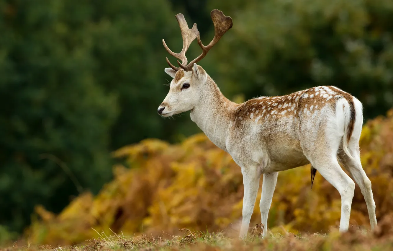 Photo wallpaper nature, deer, fawn