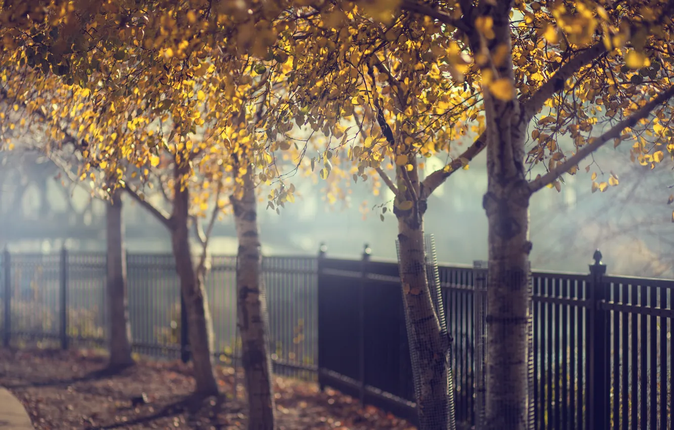 Photo wallpaper autumn, trees, the fence