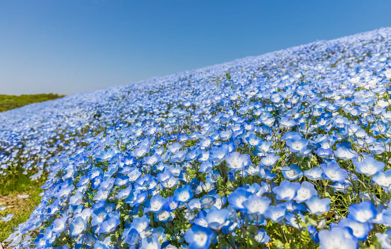 Photo wallpaper field, flowers, blue, glade, a lot, Nemophila