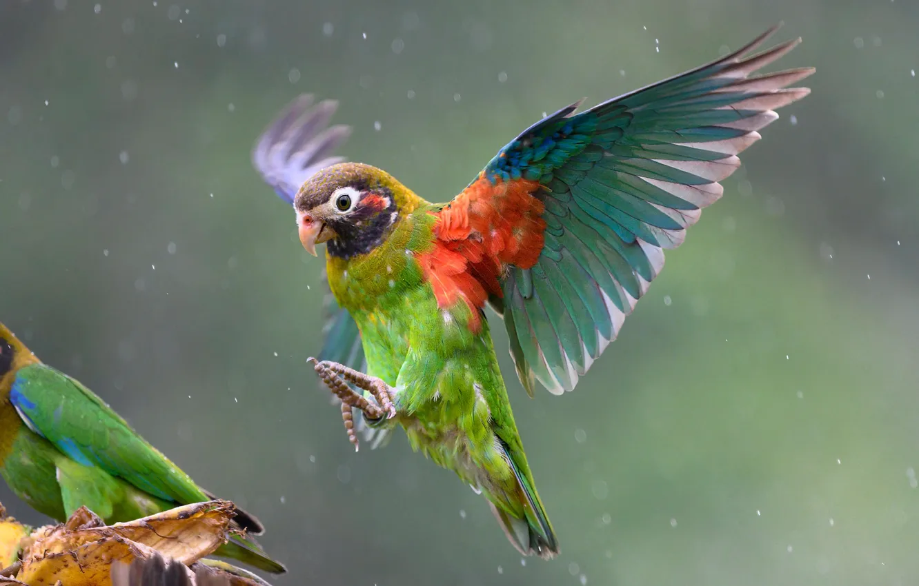 Photo wallpaper rain, bird, wings, parrot