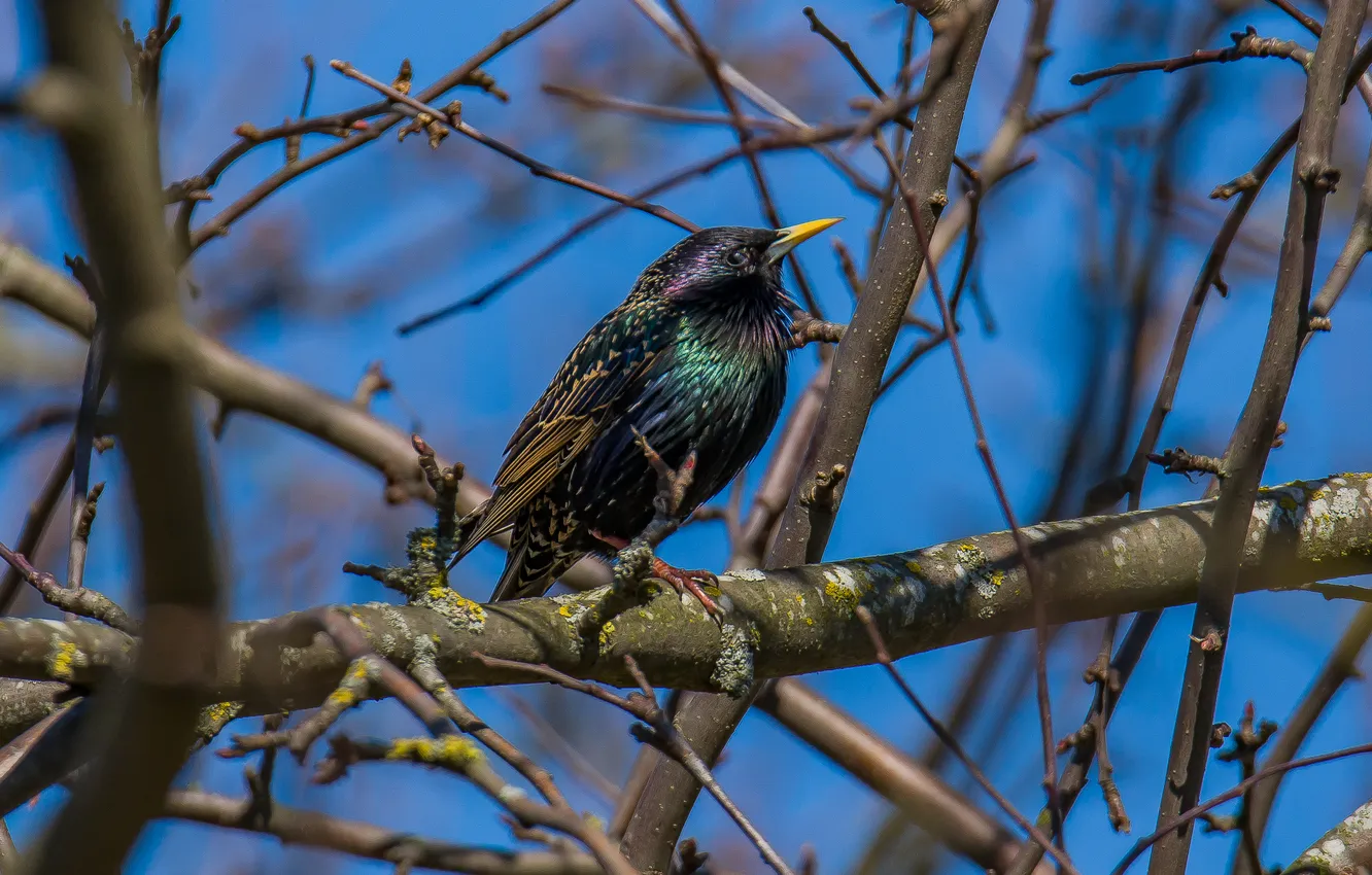 Photo wallpaper bird, spring, Starling, sitting in a tree