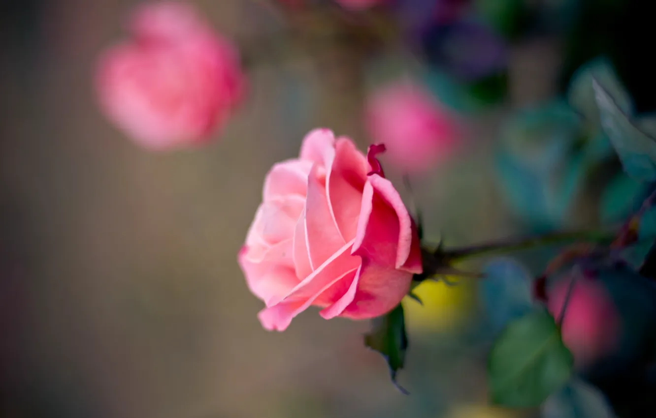 Photo wallpaper macro, flowers, roses, petals, blur, pink, buds
