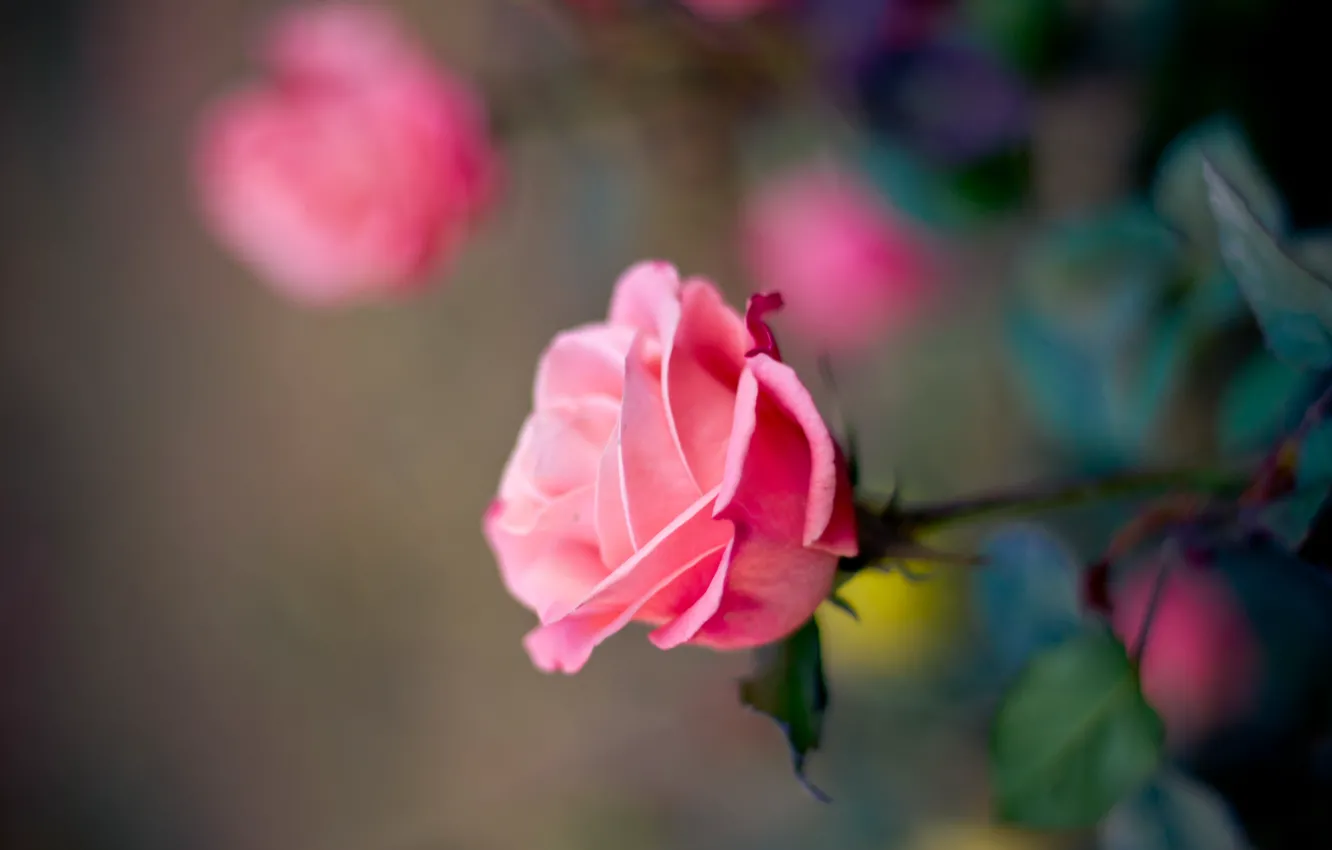 Photo wallpaper flower, macro, pink, rose, petals, blur, Bud
