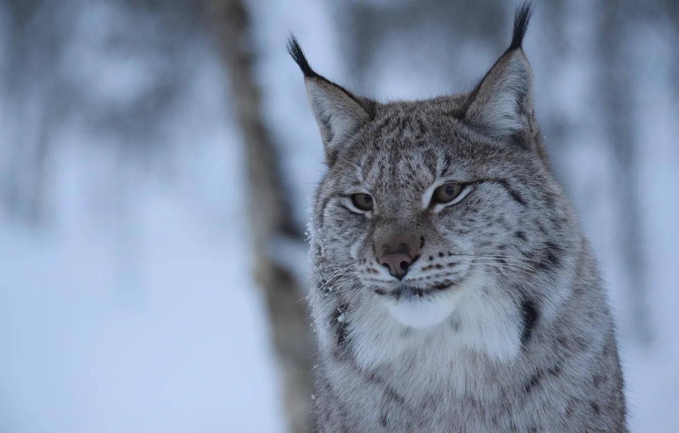 Photo wallpaper background, lynx, look