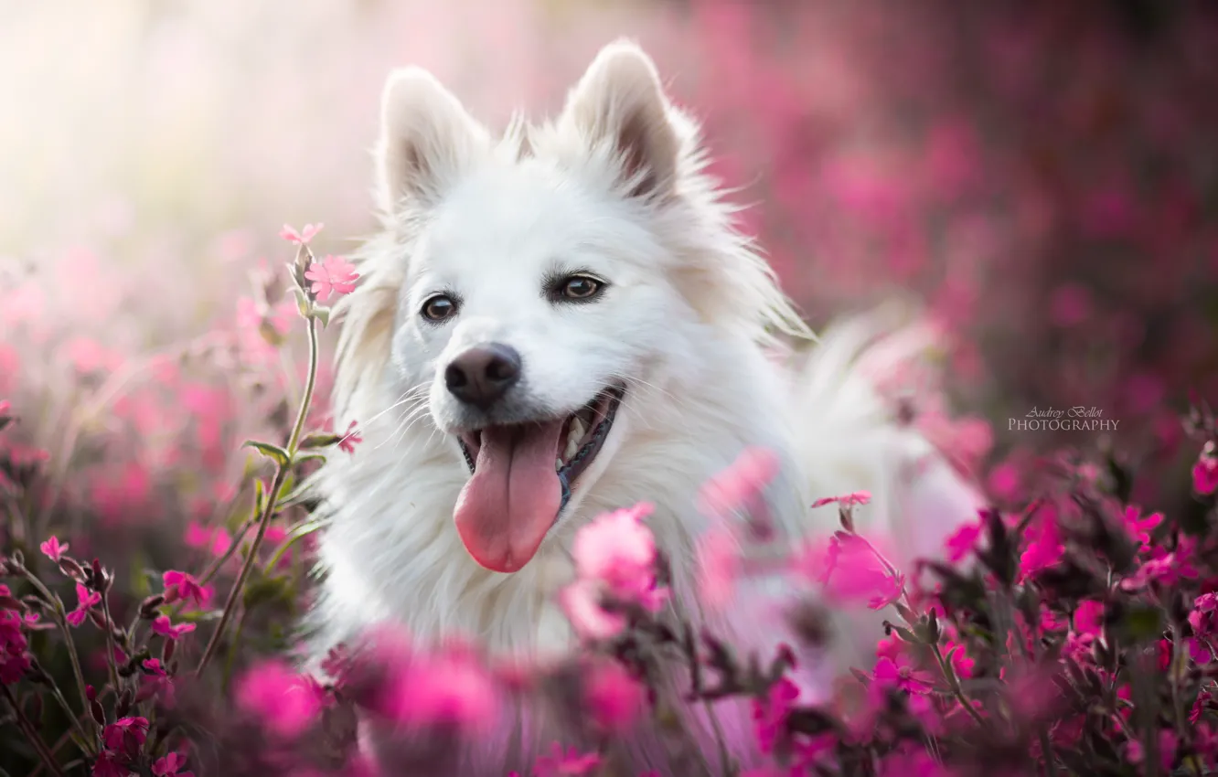 Photo wallpaper language, face, joy, flowers, dog, bokeh