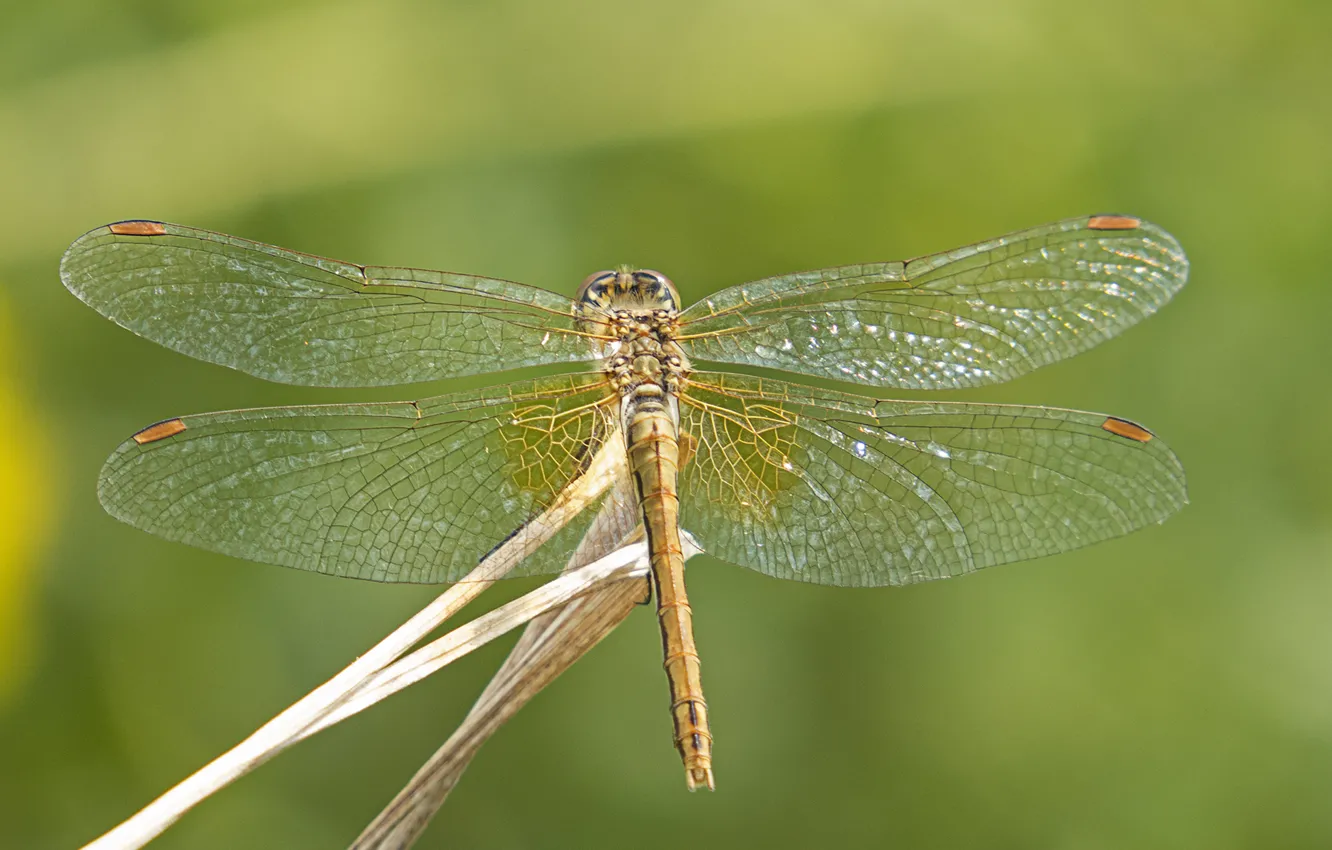 Photo wallpaper macro, insects, dragonfly
