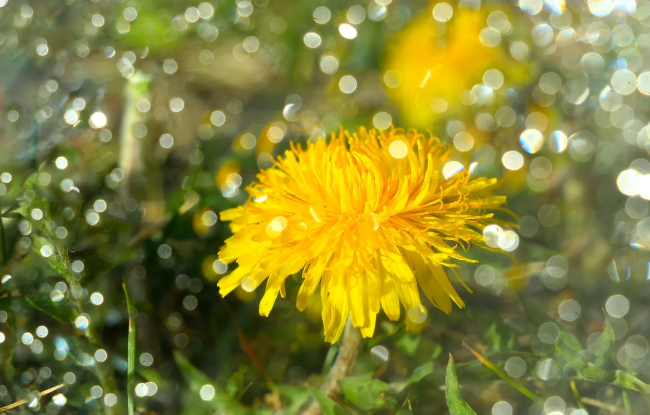 Photo wallpaper flowers, dandelion, bokeh
