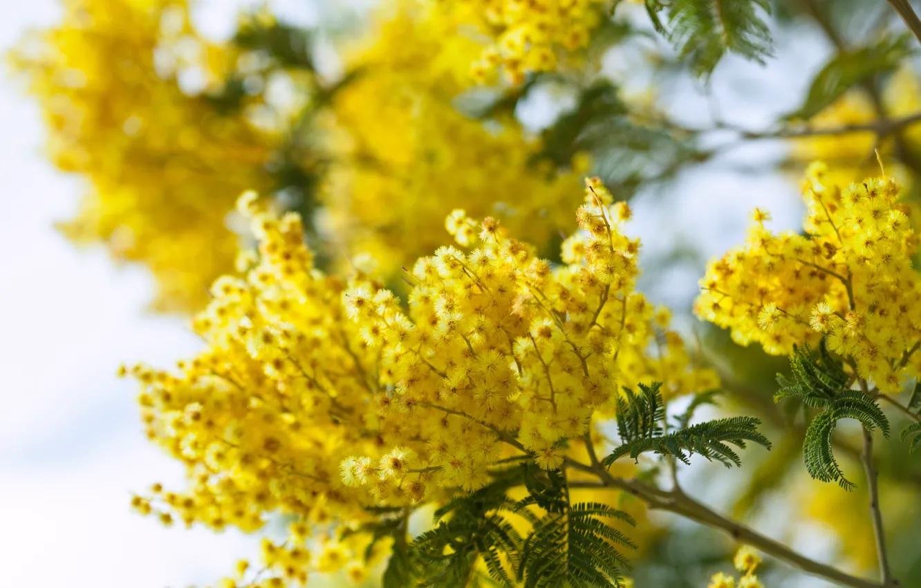 Photo wallpaper light, flowers, branches, yellow, spring, flowering, bokeh, Mimosa