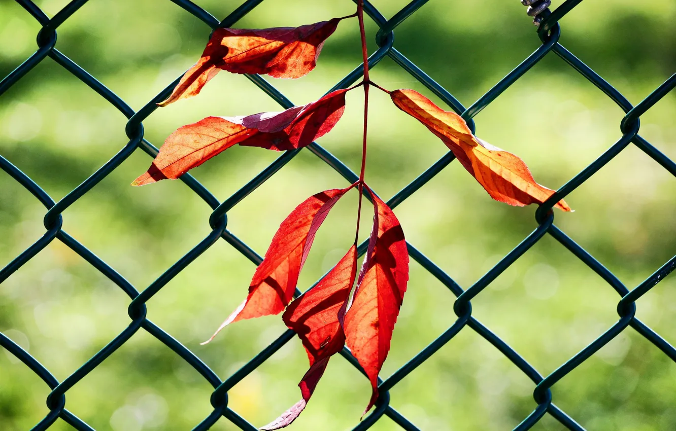 Photo wallpaper leaves, the fence, branch