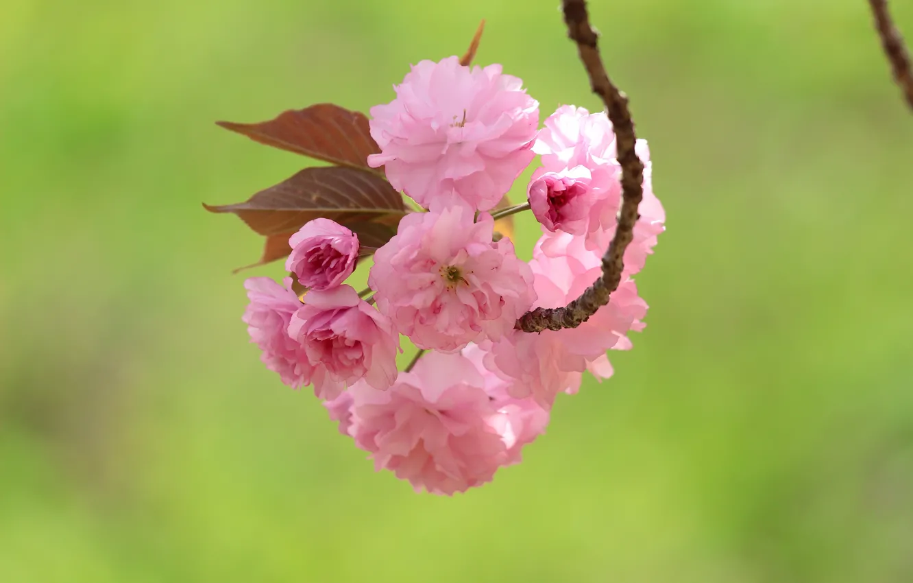Photo wallpaper flowers, branches, spring, pink, flowering, green background, almonds