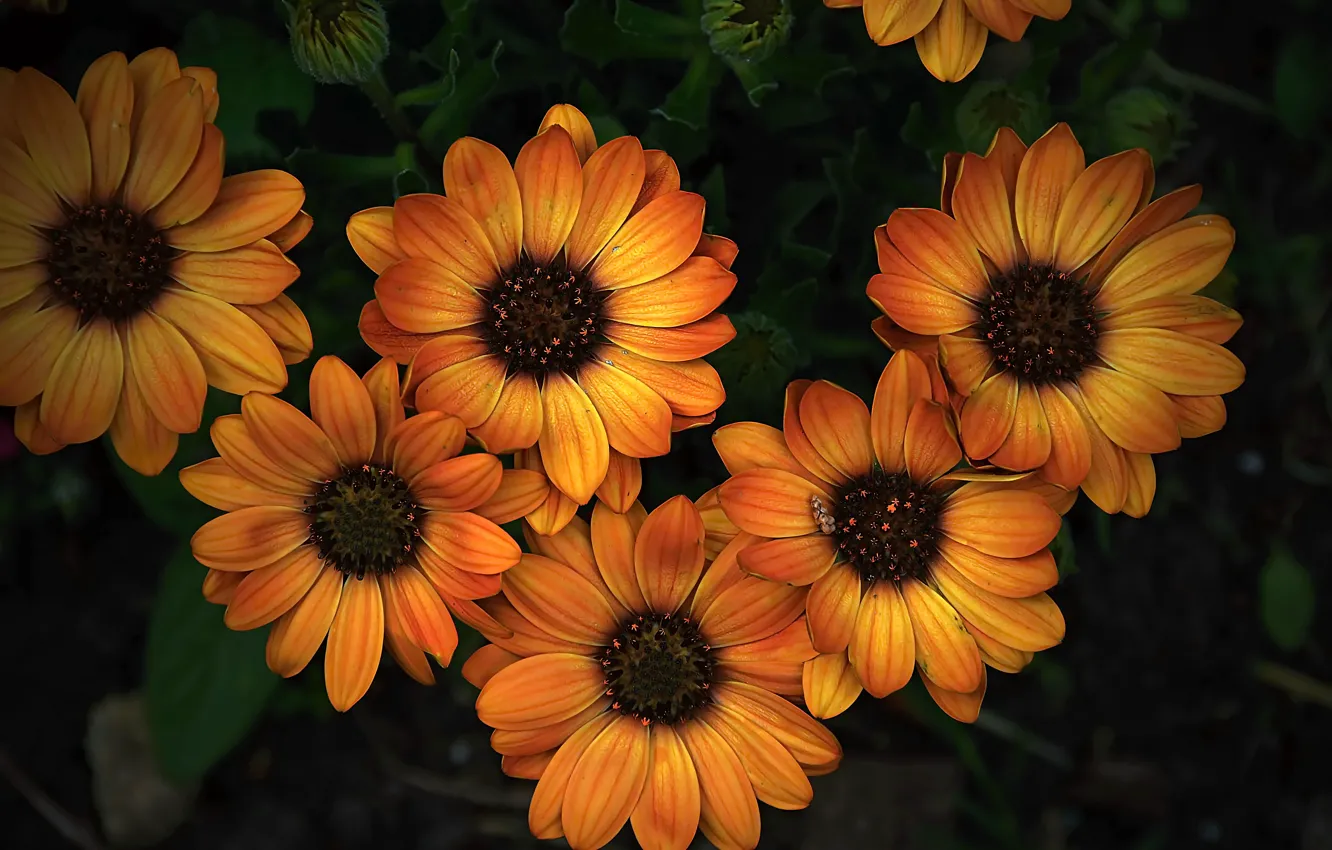 Photo wallpaper yellow flowers, Yellow flowers, Orange flowers